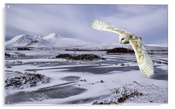 Owl flying over Rannoch Moor Acrylic by Sam Smith