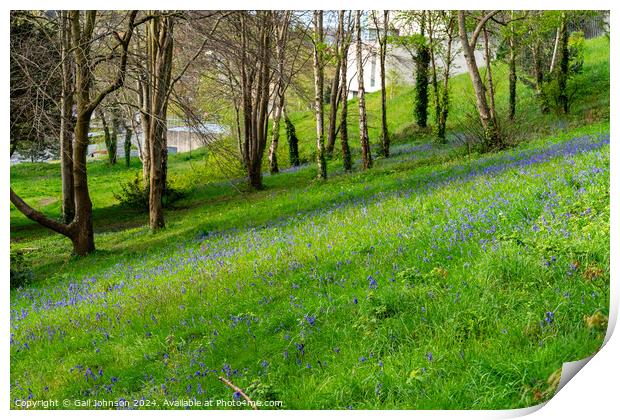 Bluebells at Bangor North Wales Print by Gail Johnson