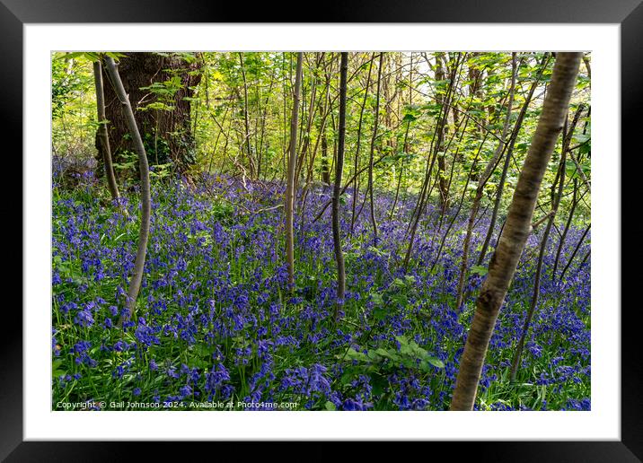 Bluebells at Bangor North Wales Framed Mounted Print by Gail Johnson