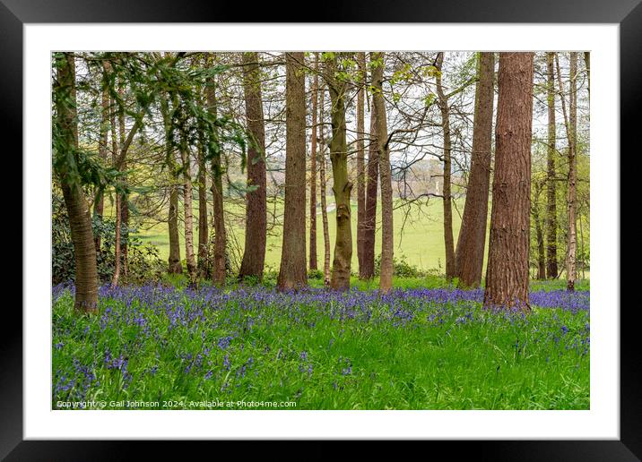 bluebells at Chirk Wales UK Framed Mounted Print by Gail Johnson