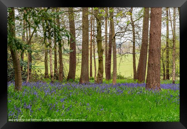 bluebells at Chirk Wales UK Framed Print by Gail Johnson