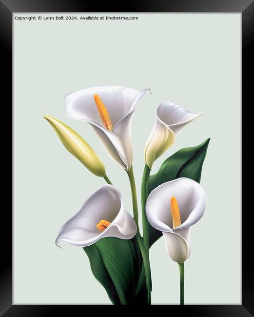 Four Calla Lilies Framed Print by Lynn Bolt