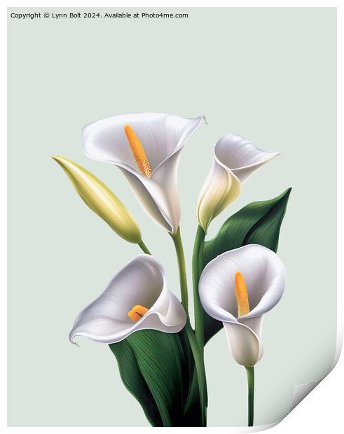 Four Calla Lilies Print by Lynn Bolt
