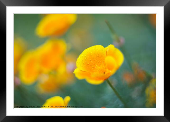 Californian Poppy Framed Mounted Print by Alison Chambers