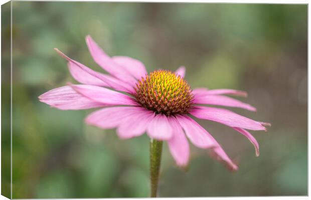 Echinacea  Canvas Print by Alison Chambers
