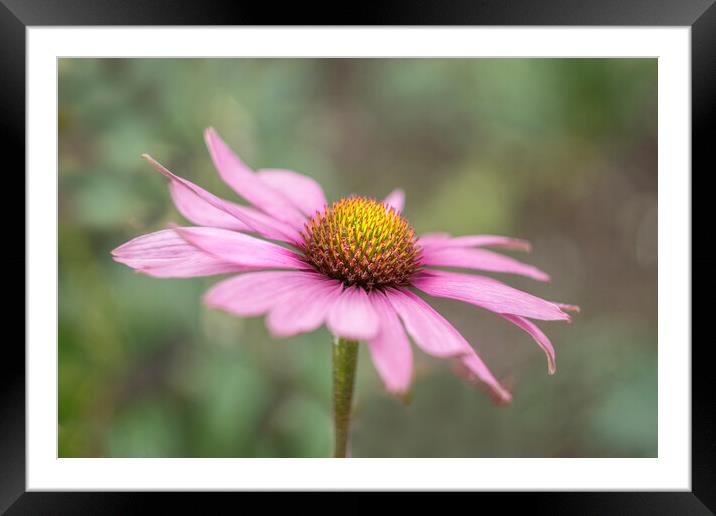 Echinacea  Framed Mounted Print by Alison Chambers