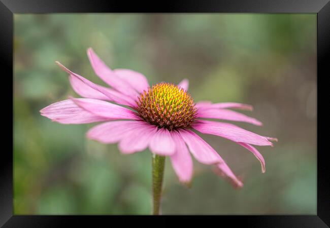 Echinacea  Framed Print by Alison Chambers