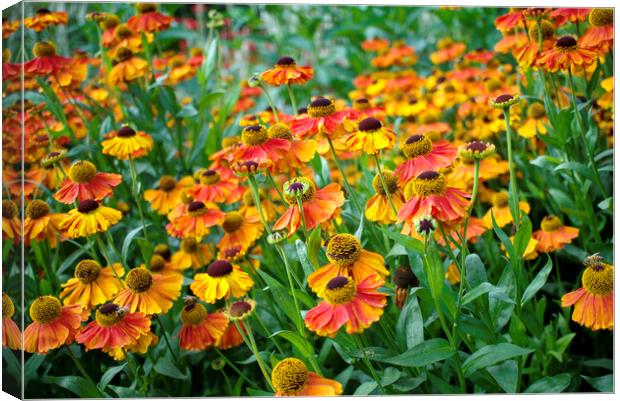 Heleniums Canvas Print by Alison Chambers