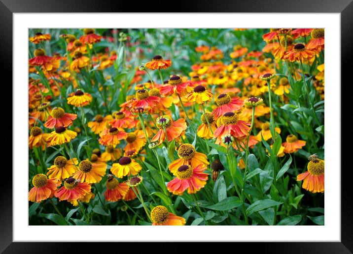 Heleniums Framed Mounted Print by Alison Chambers