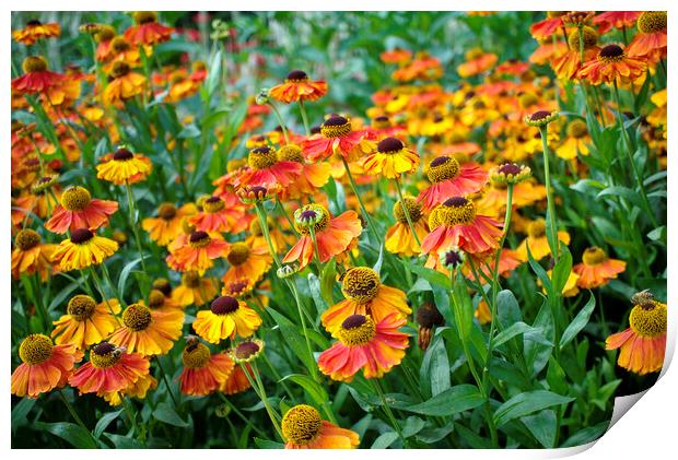 Heleniums Print by Alison Chambers