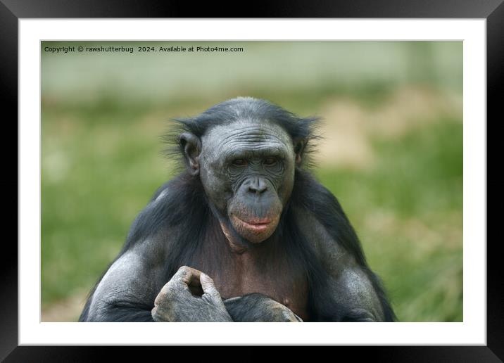 The Bonobo's Gaze Framed Mounted Print by rawshutterbug 