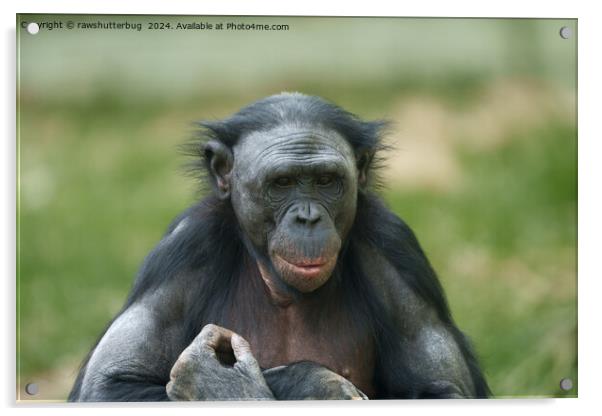 The Bonobo's Gaze Acrylic by rawshutterbug 