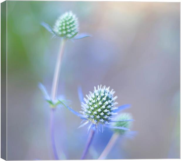 Sea Holly Canvas Print by Alison Chambers