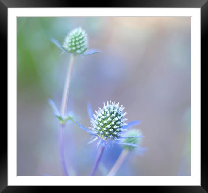 Sea Holly Framed Mounted Print by Alison Chambers