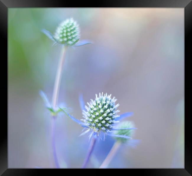 Sea Holly Framed Print by Alison Chambers