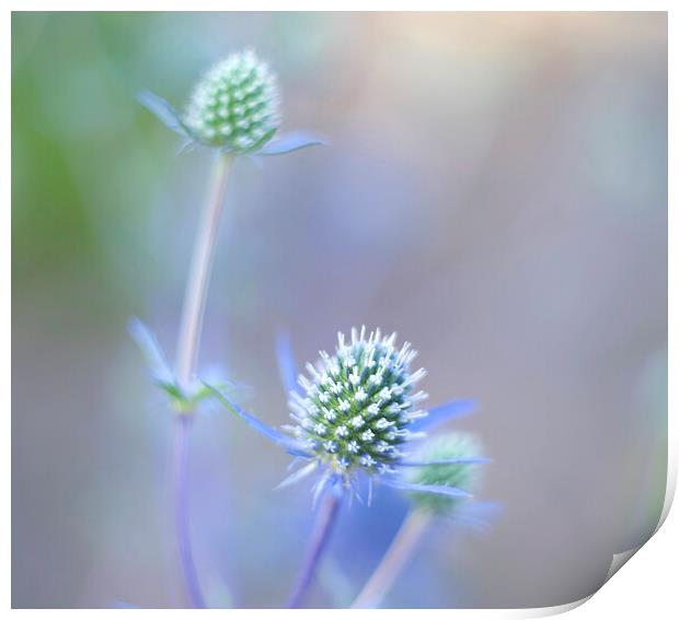 Sea Holly Print by Alison Chambers