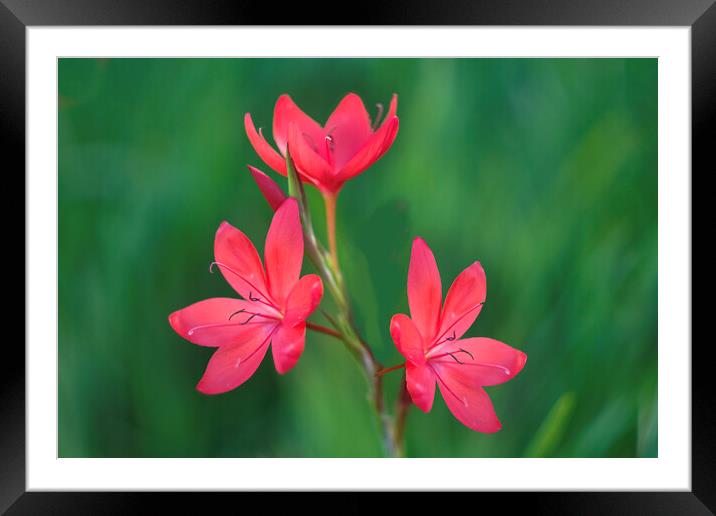 Kaffir Lily Framed Mounted Print by Alison Chambers