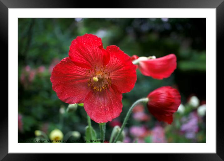 Red poppy flower Framed Mounted Print by Alison Chambers