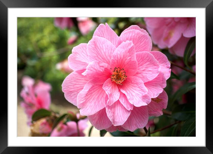 Camelia Framed Mounted Print by Alison Chambers