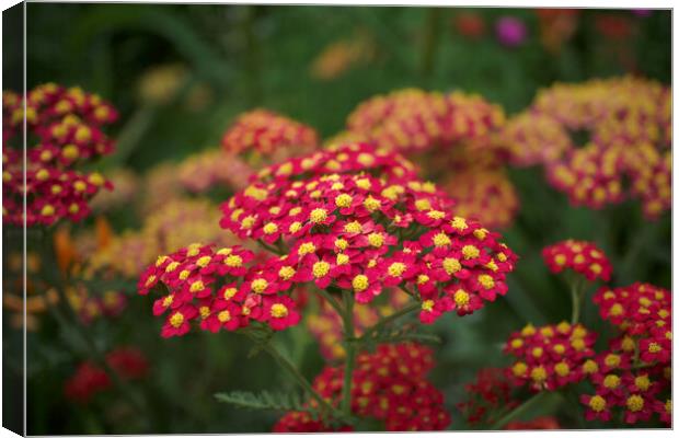 Achillea Canvas Print by Alison Chambers