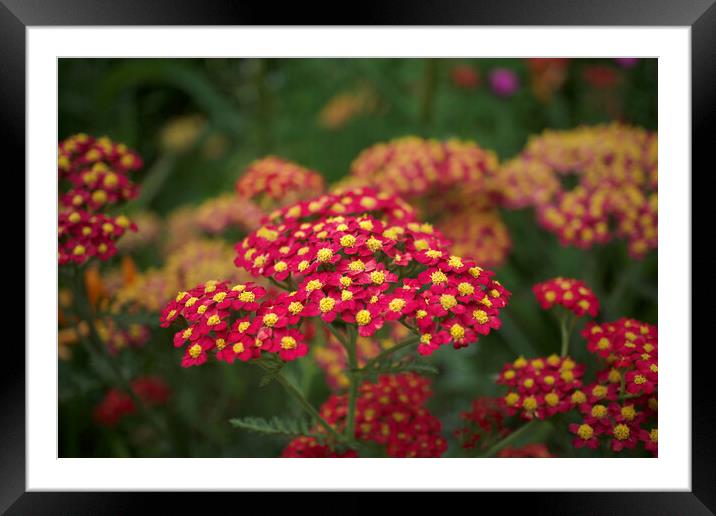 Achillea Framed Mounted Print by Alison Chambers