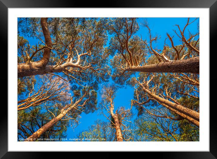 Scots Pine Canopy . Framed Mounted Print by John Henderson
