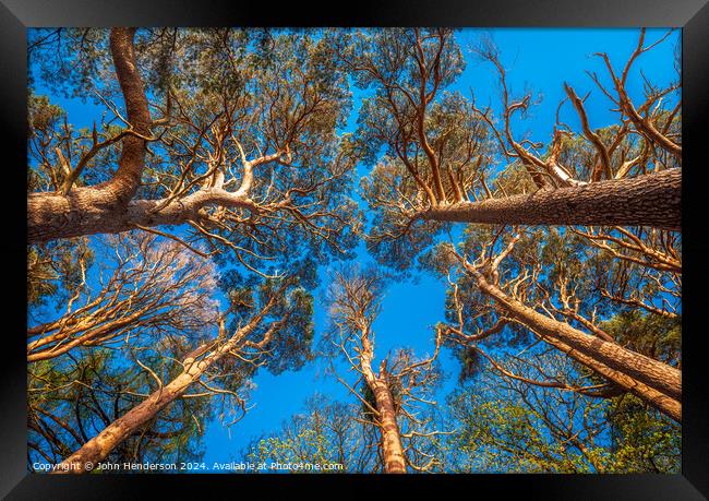 Scots Pine Canopy . Framed Print by John Henderson