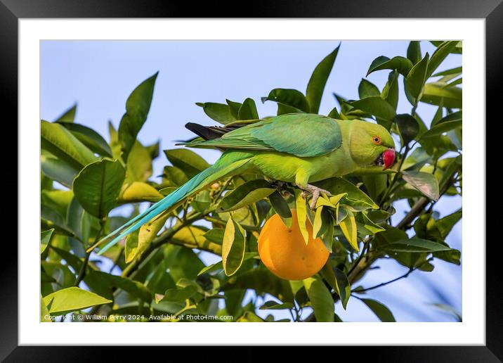 Green Rose Ringed Ring Necked Parrot Orange Tree Galilee Israel  Framed Mounted Print by William Perry
