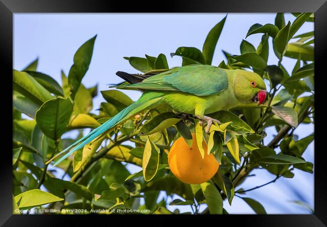Green Rose Ringed Ring Necked Parrot Orange Tree Galilee Israel  Framed Print by William Perry