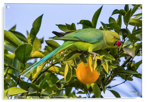 Green Rose Ringed Ring Necked Parrot Orange Tree Galilee Israel  Acrylic by William Perry