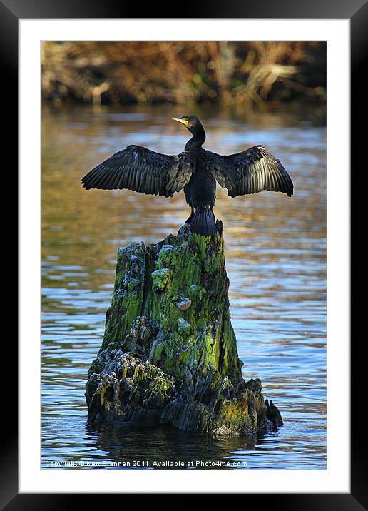 Cormorant On the River Thames Framed Mounted Print by Oxon Images
