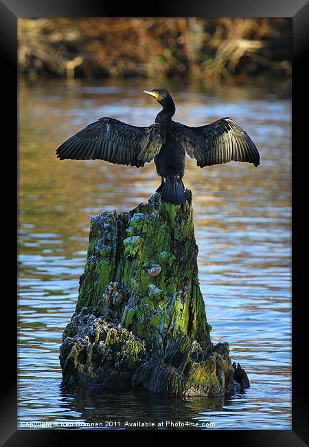 Cormorant On the River Thames Framed Print by Oxon Images
