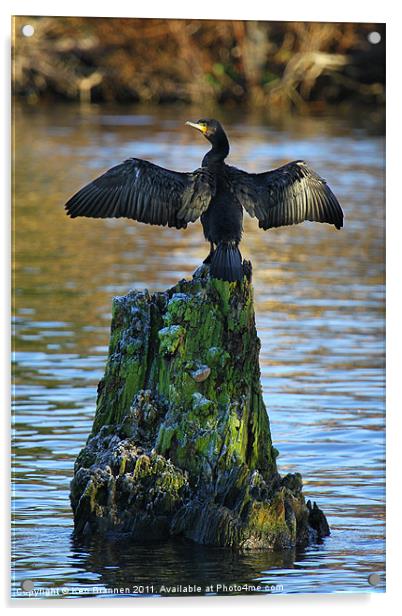 Cormorant On the River Thames Acrylic by Oxon Images
