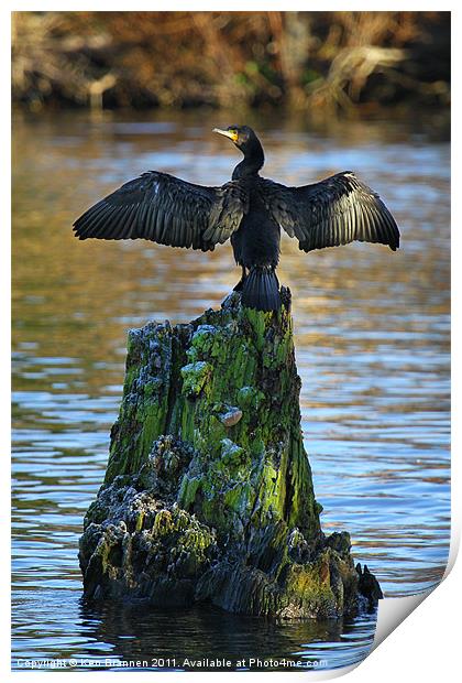 Cormorant On the River Thames Print by Oxon Images
