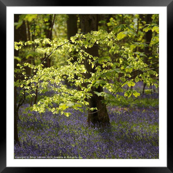 Plant tree Framed Mounted Print by Simon Johnson