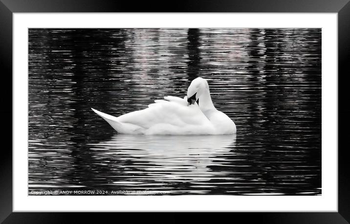 Preening Swan Framed Mounted Print by ANDY MORROW