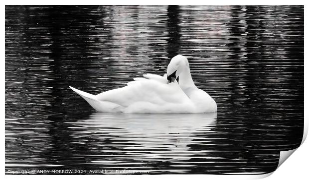 Preening Swan Print by ANDY MORROW