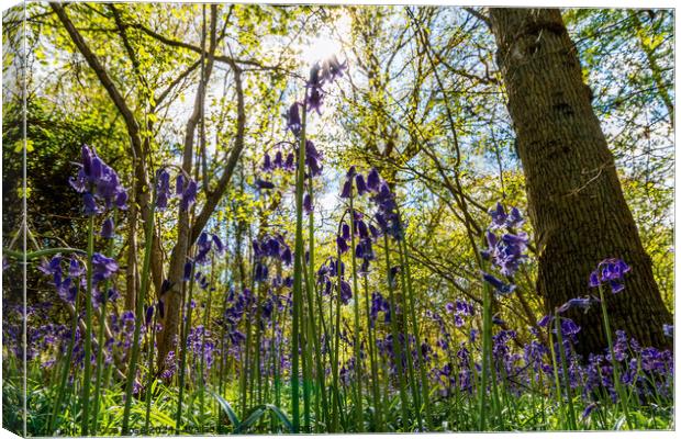 Bluebells in Bluebell Woods Canvas Print by Alice Rose Lenton