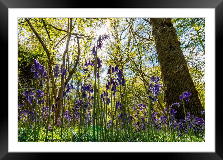 Bluebells in Bluebell Woods Framed Mounted Print by Alice Rose Lenton