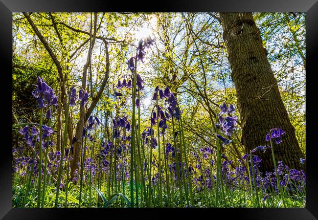 Bluebells in Bluebell Woods Framed Print by Alice Rose Lenton