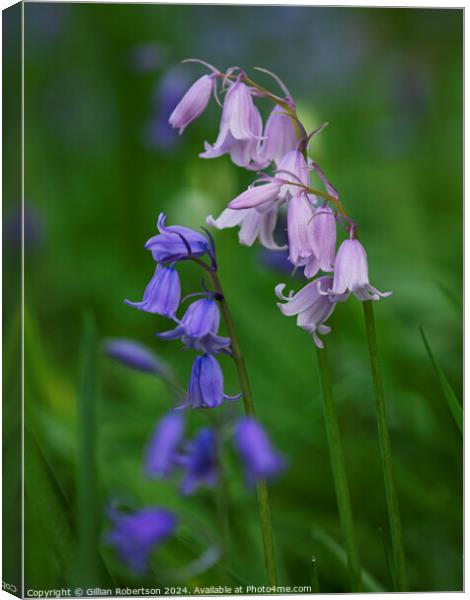 Bluebells in Spring Canvas Print by Gillian Robertson