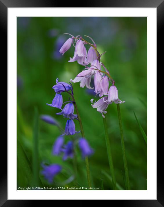 Bluebells in Spring Framed Mounted Print by Gillian Robertson