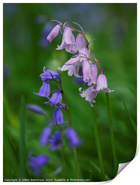 Bluebells in Spring Print by Gillian Robertson