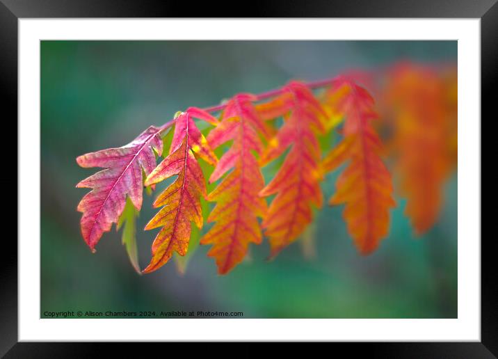 Autumn Sumach Leaf Framed Mounted Print by Alison Chambers