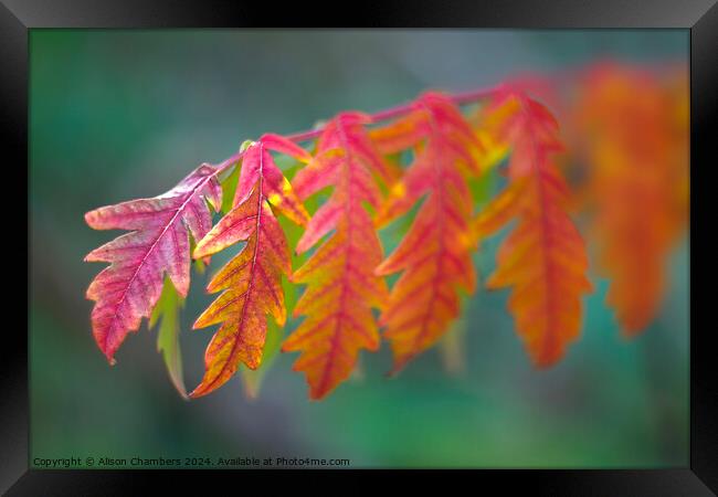 Autumn Sumach Leaf Framed Print by Alison Chambers