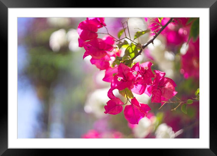 Bougainvillea  Framed Mounted Print by Alison Chambers