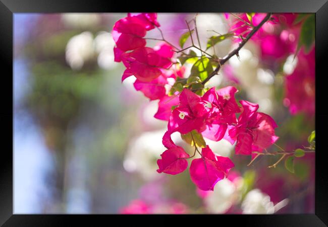 Bougainvillea  Framed Print by Alison Chambers