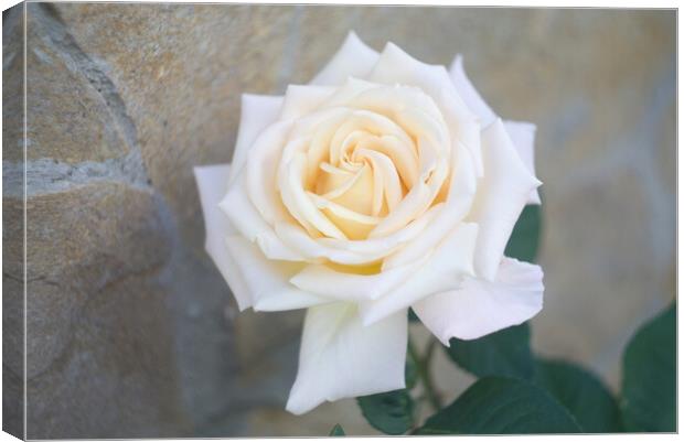 White Rose Canvas Print by Alison Chambers