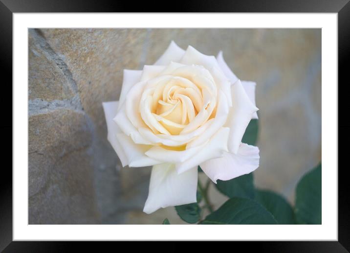 White Rose Framed Mounted Print by Alison Chambers