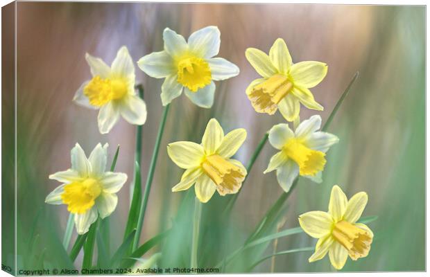 Dreamy Daffodils Canvas Print by Alison Chambers